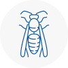 Newport Pagnell Wasp Nest Removal